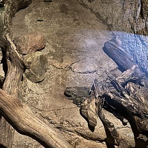 Desert- Colorado river toads 6.7.23