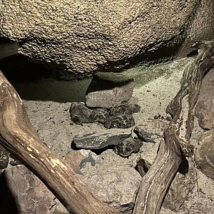 Desert- Colorado river toads 6.7.23
