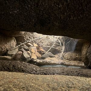 Desert- Red-Kneed tarantula enclosure 6.7.23