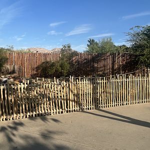 African Crested Porcupine Exhibit #1