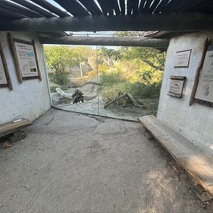 Amur Leopard Exhibit