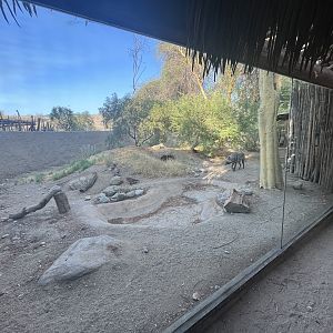 Striped Hyena Exhibit