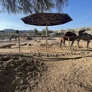 Dromedary Side Yard