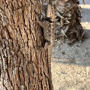 Wild lizards are everywhere!