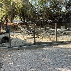 African Crested Porcupine Exhibit #2