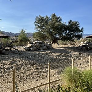 Grevy’s Zebra Exhibit