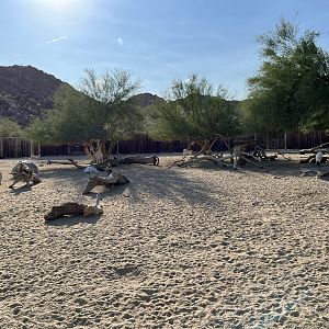 African Exhibit (5 species)