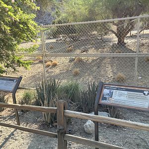 Speke’s Gazelle/Kori Bustard Exhibit