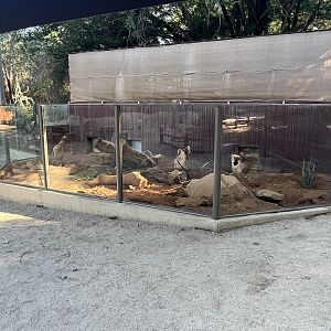 Meerkat Exhibit #1