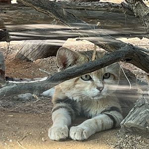 Sand Cat