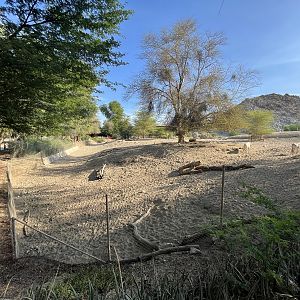 Arabian Oryx Exhibit