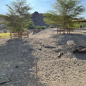 Arabian Oryx Exhibit