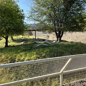 Speke’s Gazelle/Ground Hornbill Exhibit