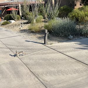 Wild cottontail rabbits are everywhere!