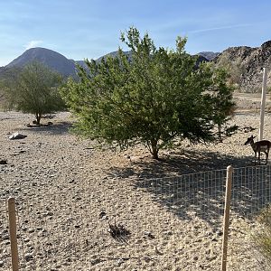 Peninsular Pronghorn Exhibit