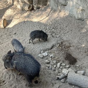 Chacoan Peccaries