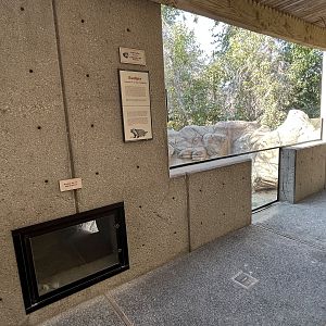 American Badger Exhibit