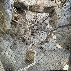 Ringtail/Armadillo Exhibit