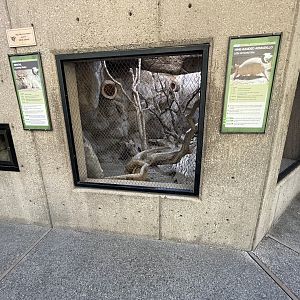 Ringtail/Armadillo Exhibit