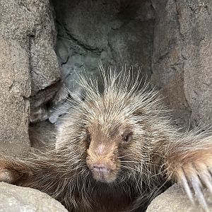 Porcupine - what’s up?