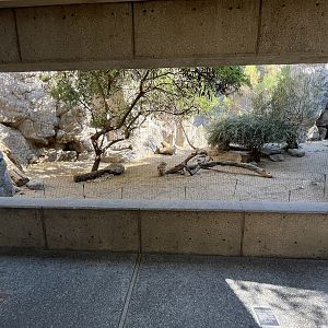 Bobcat Exhibit