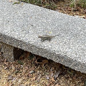 Wild lizards are everywhere!