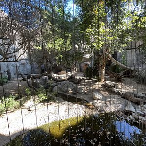 Cougar Exhibit