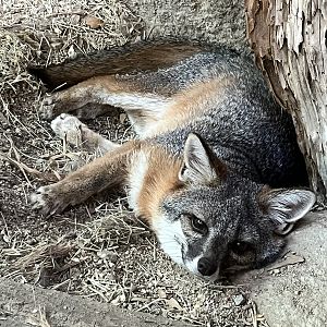 Channel Island Fox