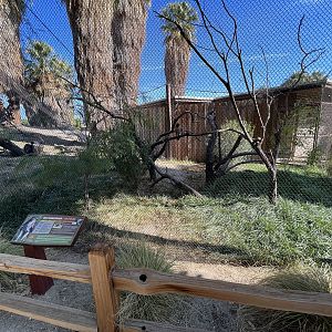 Red-tailed Hawk Aviary