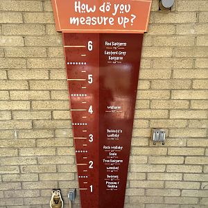 Australian Adventures - New in 2020