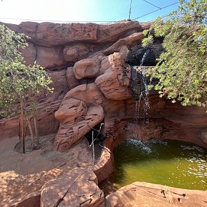 Yellow-footed Rock Wallaby Exhibit