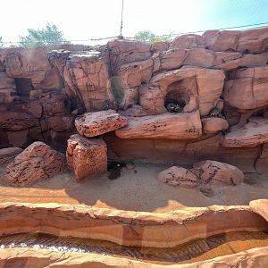 Yellow-footed Rock Wallaby Exhibit