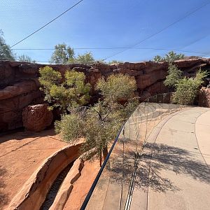 Yellow-footed Rock Wallaby Exhibit