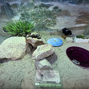 Chuckwalla Exhibit