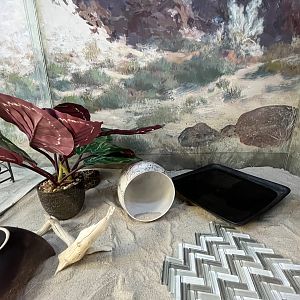 Western Diamondback Rattlesnake Exhibit