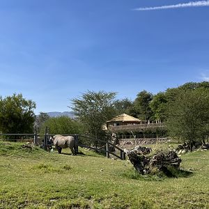 Rhino Savanna - New in 2021