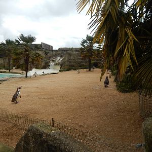 Humboldt penguin enclosure 280423