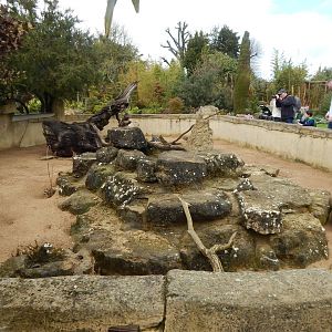 Meerkat enclosure 280423