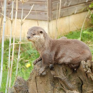 Asian small-clawed otter 280423