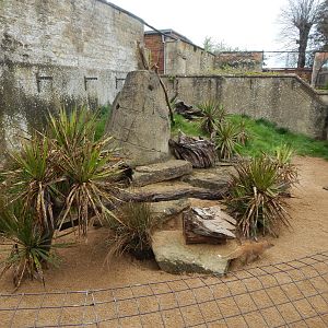 Yellow mongoose enclosure 280423