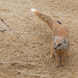 Yellow mongoose 280423