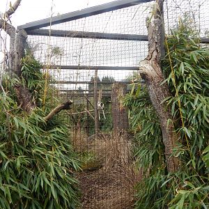 Crowned sifaka enclosure 280423