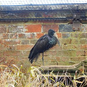 African openbill 280423