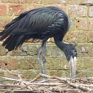 African openbill 280423