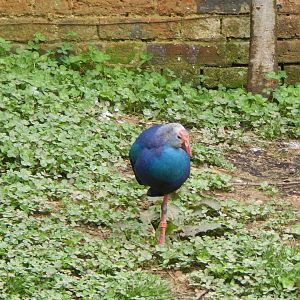 Grey-headed swamphen 280423