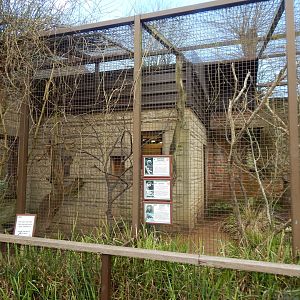 Enclosure for Emperor tamarin, Common squirrel monkey and Azara's agouti 280423