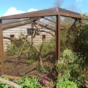 Southern tamandua enclosure 280423