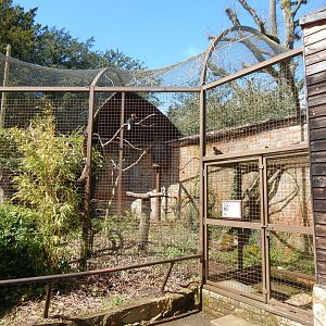 Wrinkled hornbill aviary 280423
