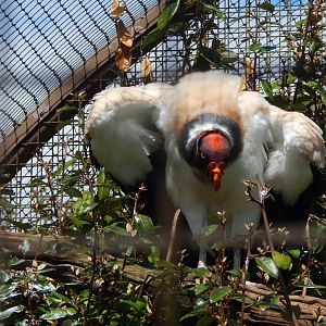King vulture 280423