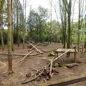 European wolverine enclosure 280423